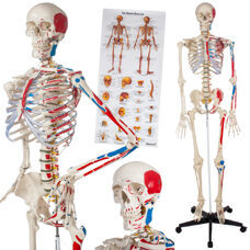 Anatomieskelett mit Muskel und Knochen Nummerierung
